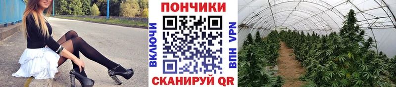 Бошки Шишки ГИДРОПОН  где продают   площадка формула  Вичуга 